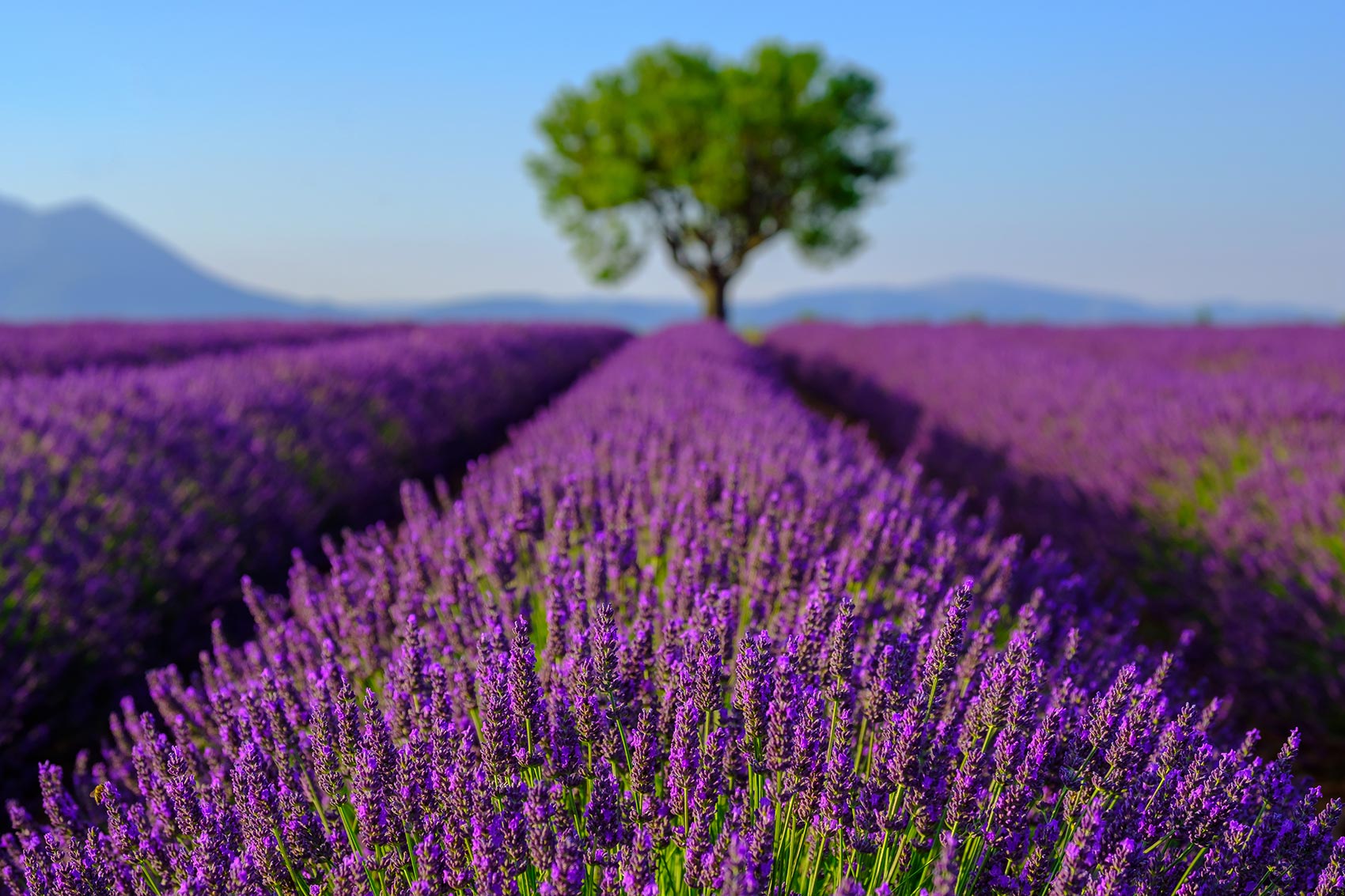 Lavendelreise in die Provence