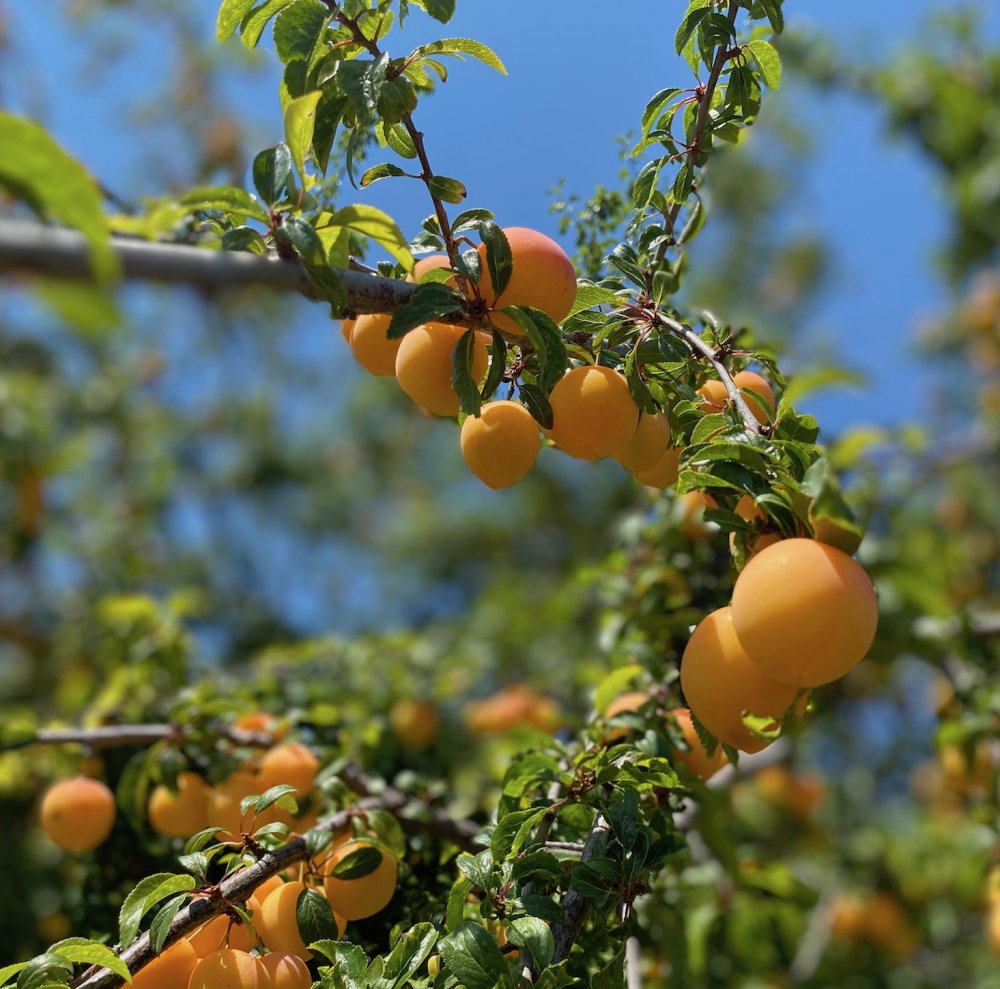 Erntereife Aprikosen