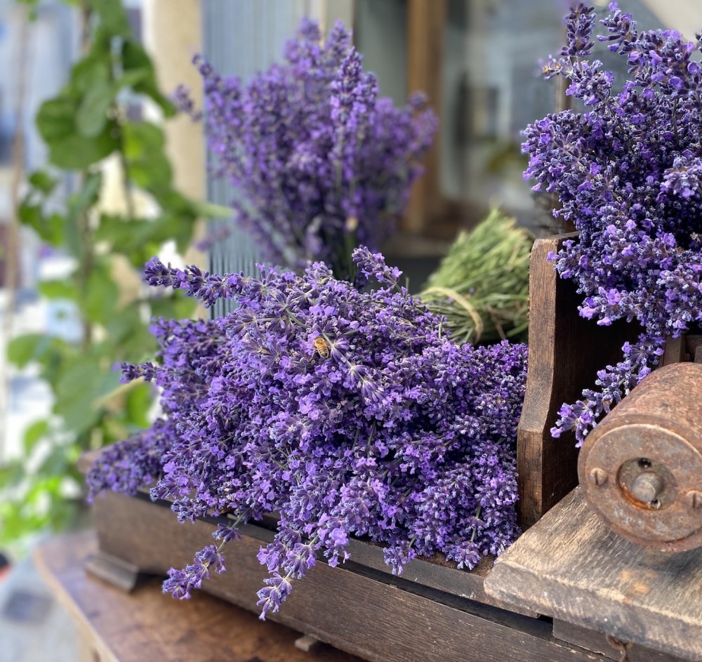 Frischer Lavendelstrauß bei Sault