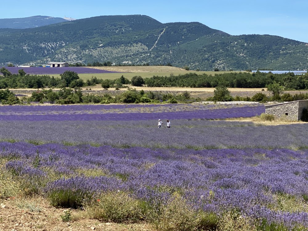 Lavendelfelder soweit das Auge reicht!