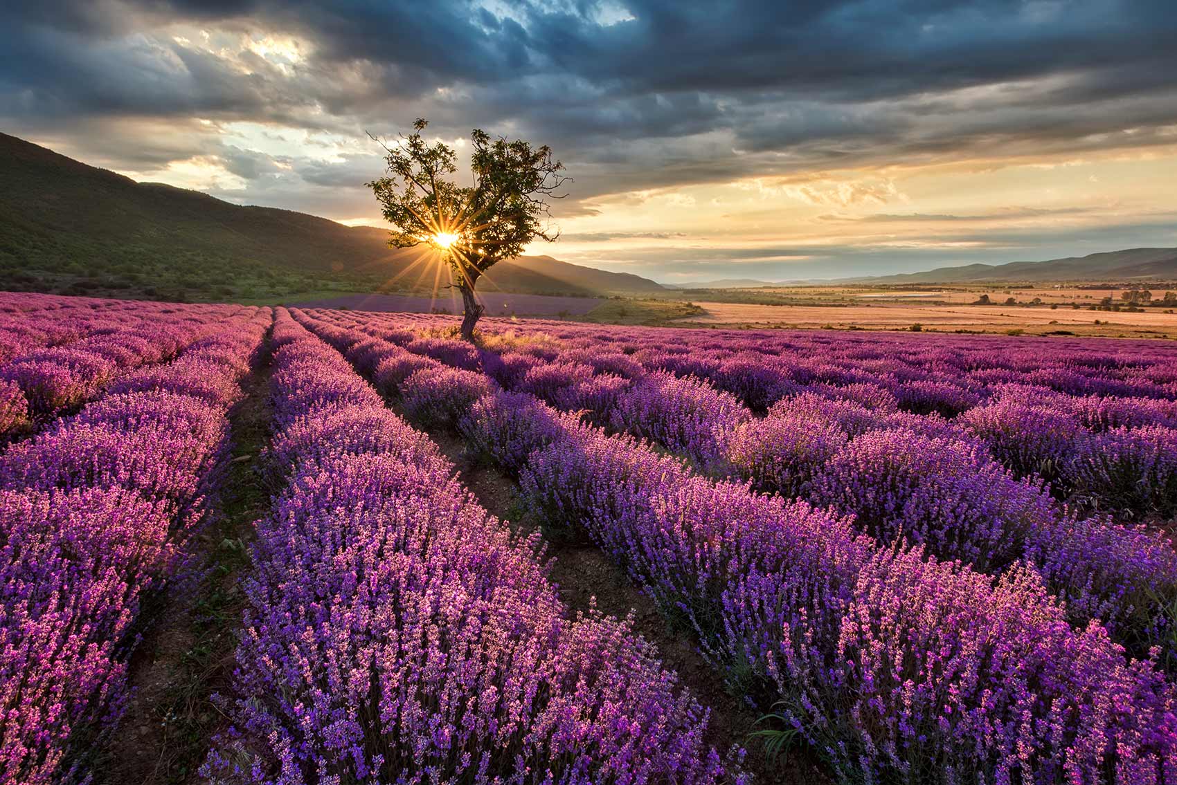 Abendstimmung im Lavendelfeld - Urlaub in der Provence erleben